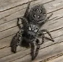 Phidippus mystaceus