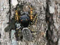 Phidippus mystaceus - photo 2