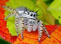 Phidippus mystaceus - photo 3