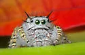 Phidippus mystaceus - photo 4
