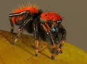 Phidippus nikites - Phidippus nikites