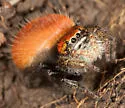 Phidippus nikites - photo 2