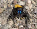 Phidippus nikites - photo 3