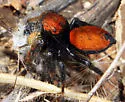 Phidippus nikites - photo 4
