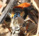 Phidippus nikites - photo 5