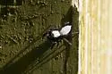 Phidippus octopunctatus - Phidippus octopunctatus