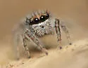 Phidippus octopunctatus - photo 2