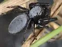 Phidippus octopunctatus - photo 3