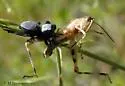 Phidippus octopunctatus - photo 4
