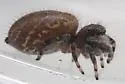 Phidippus octopunctatus - photo 5