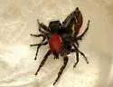 Phidippus phoenix - photo 2