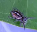 Phidippus phoenix - photo 3