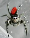 Phidippus phoenix - photo 4