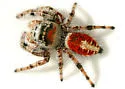 Phidippus phoenix - photo 5
