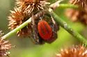 Phidippus pius