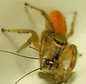 Phidippus pius - photo 2