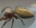 Phidippus pius - photo 3
