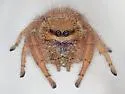 Phidippus pius - photo 4