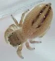 Phidippus pius - photo 5