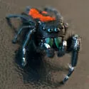 Phidippus princeps - photo 2