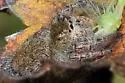 Phidippus princeps - photo 3