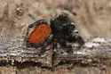 Phidippus princeps - photo 4
