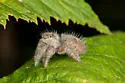 Phidippus princeps - photo 5