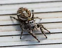 Phidippus pruinosus - Phidippus pruinosus