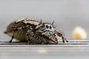 Phidippus pruinosus - photo 2