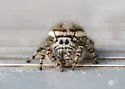 Phidippus pruinosus - photo 3