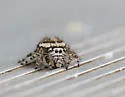 Phidippus pruinosus - photo 4