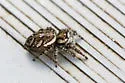 Phidippus pruinosus - photo 5