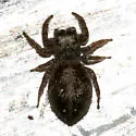 Phidippus purpuratus