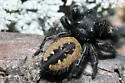 Phidippus purpuratus - photo 2