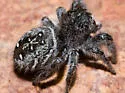 Phidippus purpuratus - photo 3