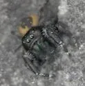 Phidippus purpuratus - photo 4