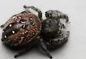 Phidippus purpuratus - photo 5