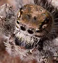 Phidippus putnami