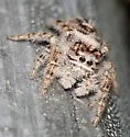Phidippus putnami - photo 2