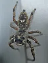Phidippus putnami - photo 3