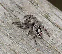 Phidippus putnami - photo 4