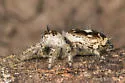 Phidippus putnami - photo 5