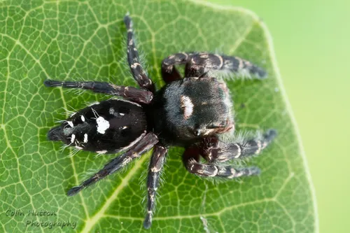 Phidippus richmani - photo 3