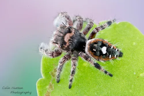 Phidippus richmani - photo 4