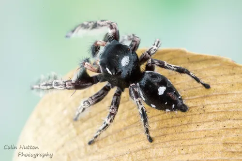 Phidippus richmani - photo 5