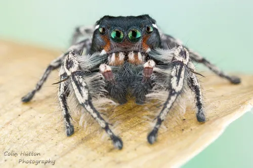 Phidippus richmani - photo 6