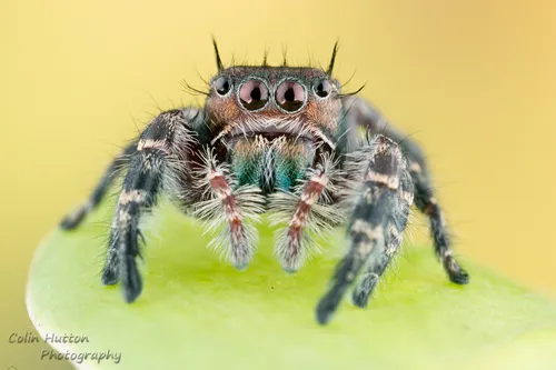Phidippus richmani - photo 7