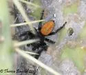 Phidippus texanus - photo 2
