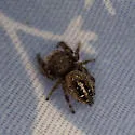 Phidippus texanus - photo 3