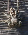 Phidippus texanus - photo 4
